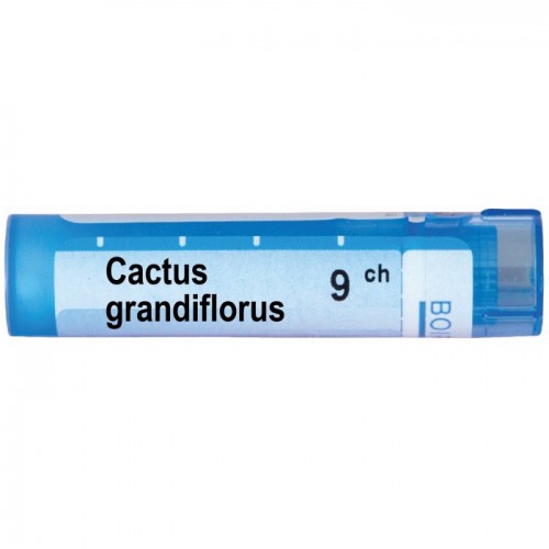 CACTUS GRANDIFLORUS CH9 CACTUS GRANDIFLORUS CH9