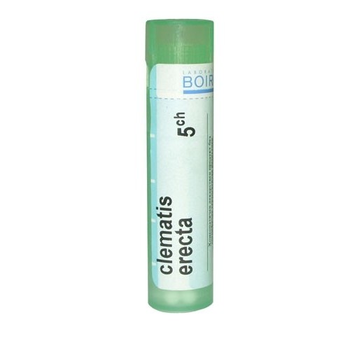 CLEMATIS ERECTA CH 5